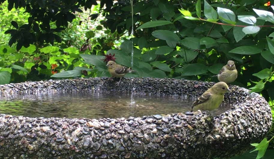 How To Create A Bird Friendly Garden | Tips & Advice | Nustone