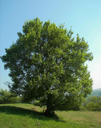 Which trees are suitable for the garden